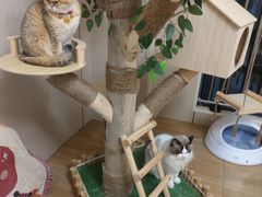 -唐小姐の私宠·宠物洗护美容·撸猫馆·购宠(周浦万达旗舰店)