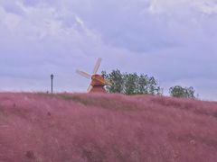 -杭州湾海上花田景区