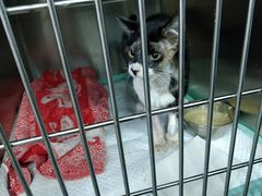 -爱侣宠医·鹦鹉专科·小型哺乳类·异宠专科(灵石路店)