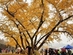 -千年银杏谷文化旅游区