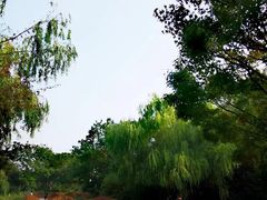 -青枫公园