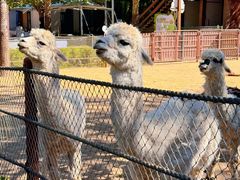 -大连森林动物园