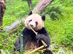 -广州长隆野生动物世界