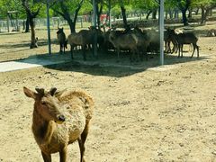 -西安秦岭野生动物园