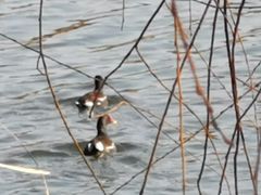 -艾溪湖湿地公园