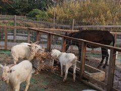 -前小桔亲子创意农场·草莓采摘·露营烧烤