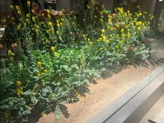 -黄山老妈·土菜(碧桂园店)