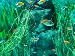 -上海海洋水族馆