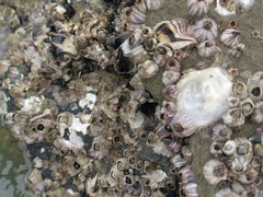 -北海金海湾红树林生态旅游区