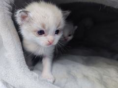 -安安宠医·安宠宠物医院