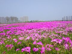 -洋湖国家湿地公园