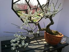 -香雪海