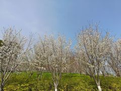 -大宁郁金香公园-停车场