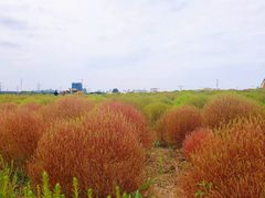-映月湖中央公园