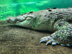 -悉尼海洋生物水族馆