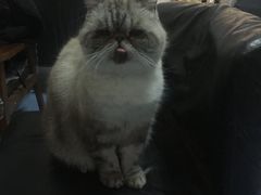-猫色咖啡·猫咖