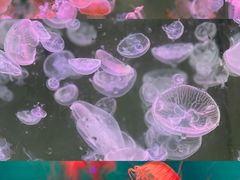 -杭州长乔极地海洋公园