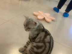 -三花喵·撸猫购宠·宠物生活馆(虹桥南丰城店)