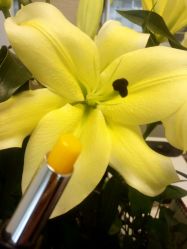 -兰派国际美容养生SPA