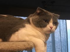 -共舞时光猫咖·狗咖(新街口店)