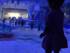企鹅馆-上海海昌海洋公园