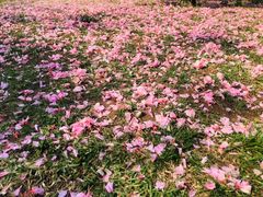 -大连植物园
