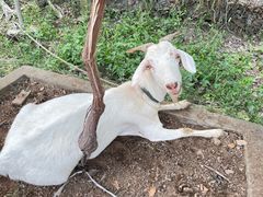 -马陆小张葡萄园农家乐