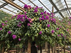 -呀路古热带植物园
