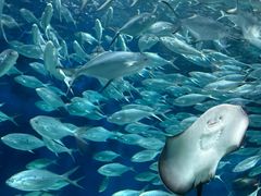 -上海海洋水族馆