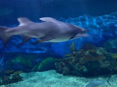 -上海海昌海洋公园