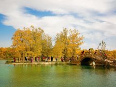 -金塔沙漠胡杨林景区