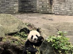 -都江堰中华大熊猫苑