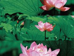 -陈家山荷花公园