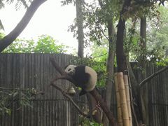 -都江堰中华大熊猫苑