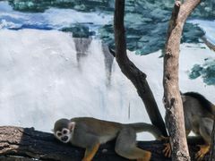 -西霞口神雕山野生动物世界