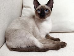 -欣宠猫屋·矮脚拿破仑·蓝金金渐层
