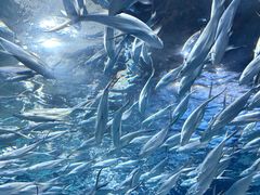 -上海海洋水族馆