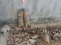 -合肥野生动物园