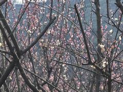 -苏州上方山国家森林公园