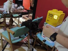 -猫色咖啡·猫咖