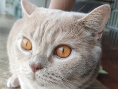 -Catmate·猫肥家润(金润铂宫店)