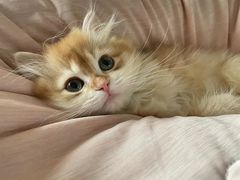 -欣宠猫屋·矮脚拿破仑·蓝金金渐层