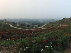 -密云玫瑰情园