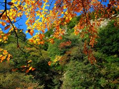 -青峰峡国家森林公园