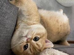 -东方名猫馆·英短金渐层布偶猫舍(环线广场1号楼店)