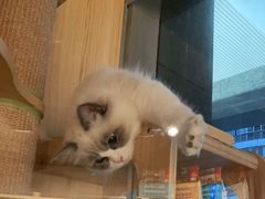 -PETKIT 小佩宠物·低压洗护·美容·寄养(安远店)