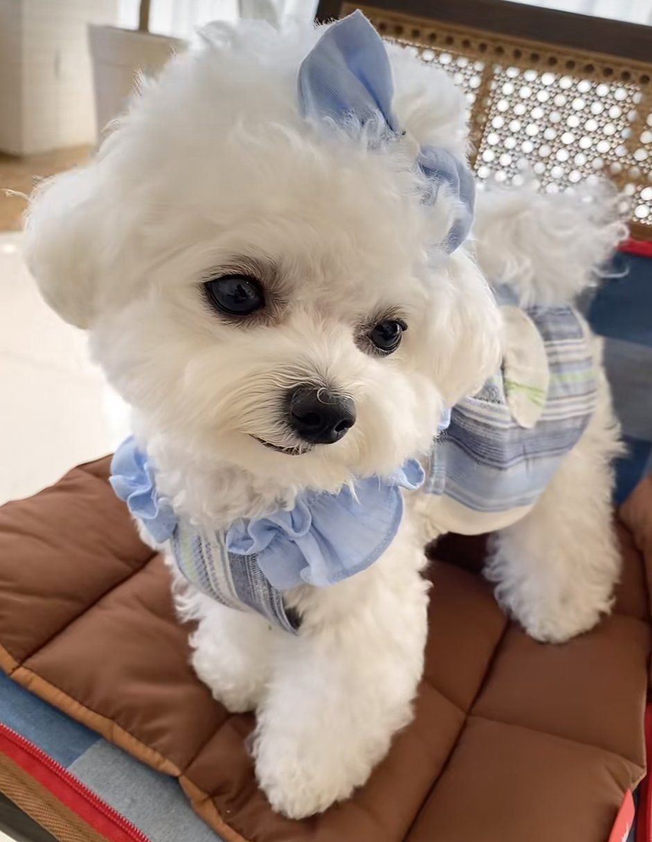 宠物狗狗的日常萌