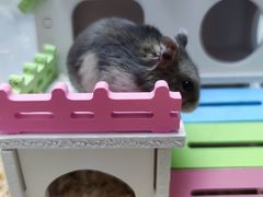 -钓仓鼠(洋桥北里小区店)