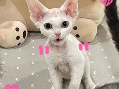 -十年猫舍·猫咪专门店(普陀店)
