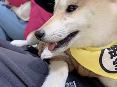 口水娃-逗柴咖啡屋·狗咖猫咖宠物桌游